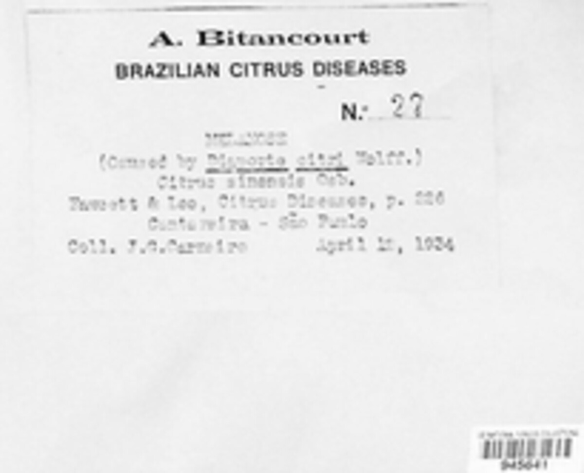 Diaporthe citri image